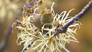 Witch Hazel - Hamamelis virginiana Witch Hazel - Hamamelis virginiana