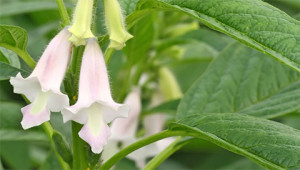 Sesame - Sesamum Indicum