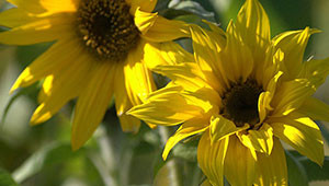 Sunflower - Helianthus annuus