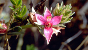 Ratanhia - Krameria triandra