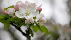 Apple - Malus domestica