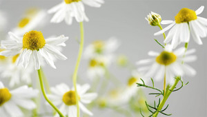 Chamomile - Chamomilla recutita Chamomile - Chamomilla recutita