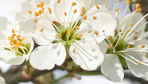 Blackthorn - Prunus spinosa