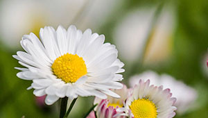 Daisy - Bellis perennis Daisy - Bellis perennis