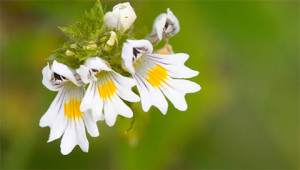 Eyebright - Euphrasia officinalis