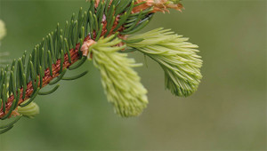 Norway Spruce - Picea abies