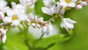 Buckwheat - Polygonum fagopyrum