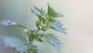 Small Nettle - Urtica urens Small Nettle - Urtica urens