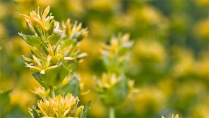Gentian - Gentiana lutea