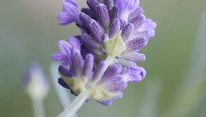 Lavender - Lavandula angustifolia  Lavender - Lavandula angustifolia
