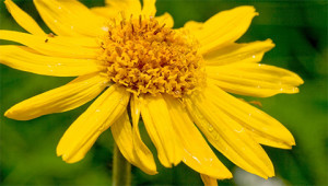 Arnica - Arnica montana