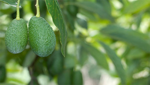 Avocado - Persea gratissima