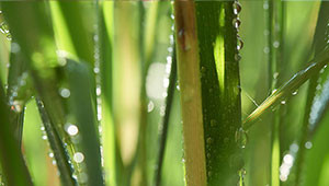 Lemon Grass - Cymbopogon citratus Lemon Grass - Cymbopogon citratus