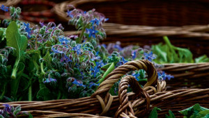 Dr. Hauschka: Medicinal plant glossary